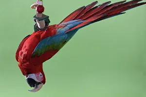 Exercise: Green-winged Macaw