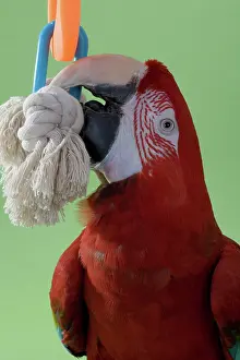 Chewing: Green-winged Macaw
