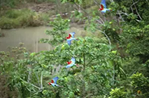 Chloroptera: Green Winged Macaws