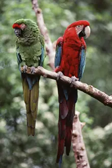 Kinds: Green-winged and Military Macaws
