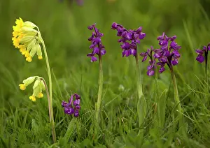 Morio: Green-winged Orchid