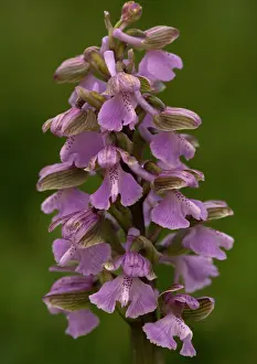 Morio: Green-winged Orchid