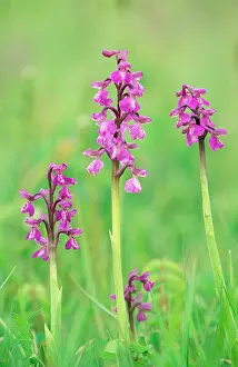 Morio: Green-winged Orchid