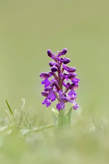 Morio: Green Winged Orchid