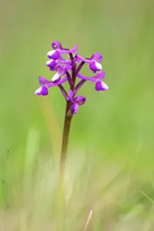 Morio: Green Winged Orchid