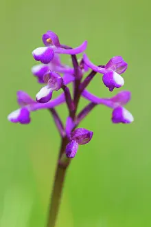 Morio: Green Winged Orchid