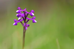 Morio: Green Winged Orchid
