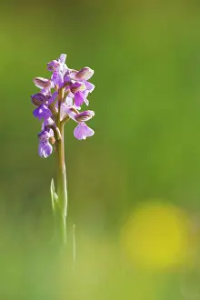 Morio: Green Winged Orchid