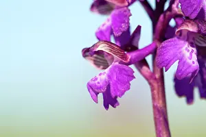 Morio: Green Winged Orchid