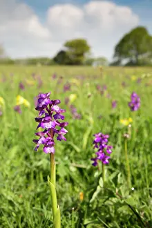 Morio: Green Winged Orchid