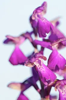 Morio: Green-winged Orchid
