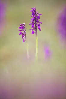 Morio: Green-winged Orchid