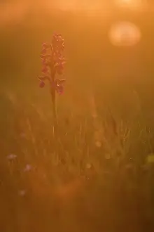 Morio: Green-winged Orchid