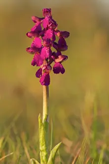 Morio: Green-winged Orchid