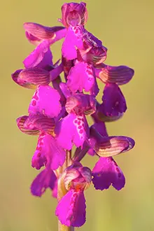 Morio: Green-winged Orchid