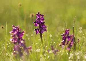 Morio: Green-winged Orchid