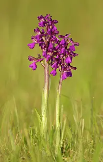 Morio: Green-winged Orchid