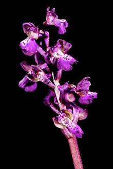 Isolated: The green winged orchid (Anacamptis morio) against a black background, Liguria, Italy