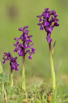Morio: Green-winged orchid, Anacamptis morio, in flower
