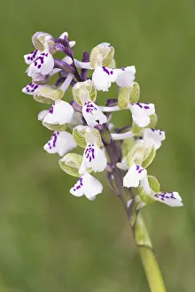 Morio: Green-winged orchid (Anacamptis morio var. albiflora) gr