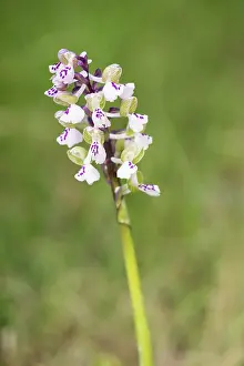 Close Up: Green-winged orchid (Anacamptis morio var. albiflora) growing in a meadow, Piedmont, Italy