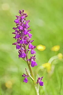 Morio: Green winged Orchid (unknown hybrid)