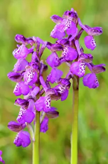 Morio: Green-winged Orchids
