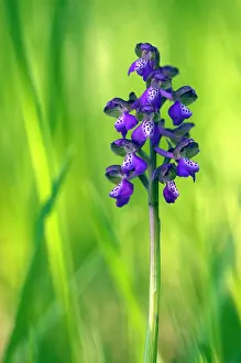 Morio: Green-winged Orchids