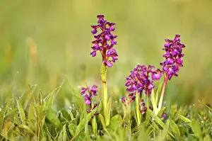 Morio: Green-winged Orchids - In early morning light