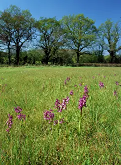 Morio: Green-winged Orchids - in pasture