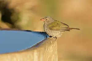Melba: Green Winged Pytilia / Melba Finch - Having a drink
