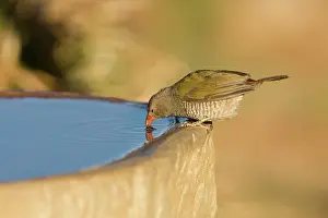 Melba: Green Winged Pytilia / Melba Finch - Having a drink
