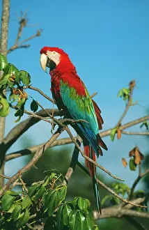 Chloroptera: Green-winged / Red & Blue Macaw