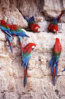 Clay: Green-winged / Red & Green Macaw - at a clay lick