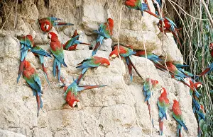 Clay: Green-winged / Red & Green Macaw - At a clay lick