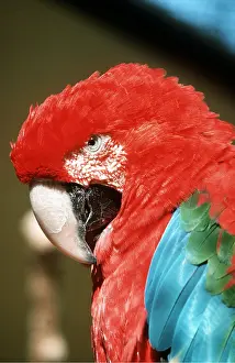 Macaw: Green-winged / Red & Green Macaw - close-up