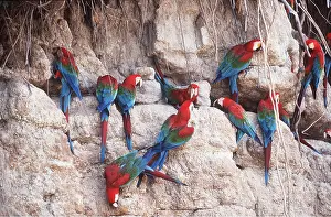 Clay: Green-winged / Red & Green Macaw - group at a clay lick