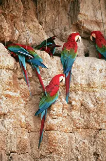 Zoopharmacognosy: Green-winged / Red & Green MACAWS - at a clay lick