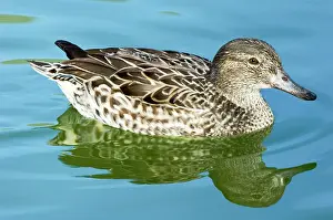 Crecca: Green-winged Teal