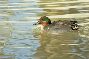 Crecca: Green-winged Teal
