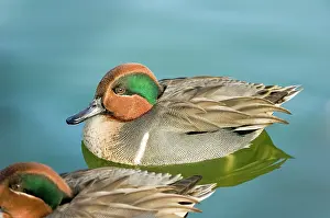 Crecca: Green-winged Teal