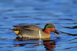 Teals: Green-winged Teal drake