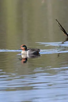 Crecca: Green-winged Teal Drake