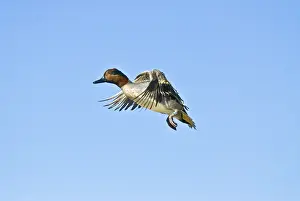 Carolinensis: Green-winged Teal Drake