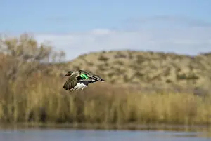 Carolinensis: Green-winged Teal Drake