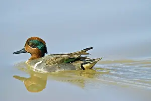 Carolinensis: Green-winged Teal Drake