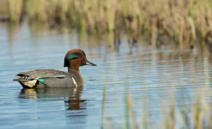 Drake: Green-winged teal drake floating on arctic pond in Alaska