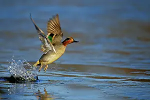 Teals: Green-winged Teal - drake lifting off pond
