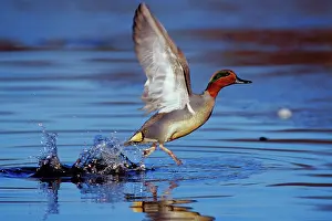 Teals: Green-winged Teal drake - taking off
