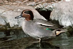Kenneth Hoyle: GREEN-WINGED TEAL DUCK - standing in water